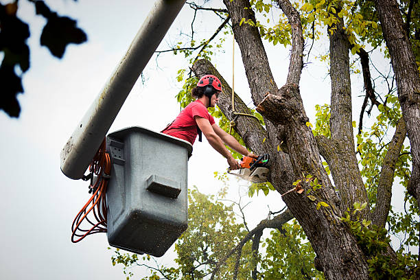 Best Commercial Tree Services  in Fairborn, OH